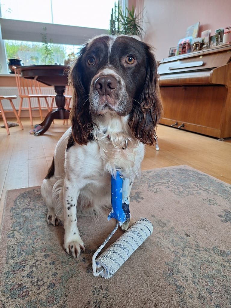 De hond Dr. Moos met een verfroller: de reden dat Peter zoveel ervaring heeft met herstel van houtwerk.